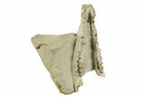 Oligocene Fossil Camelid (Poebrotherium) Mandible - Wyoming #269900-3